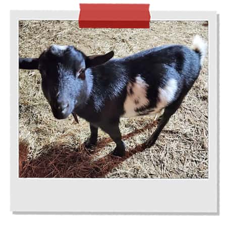 Feed-Baby-Goats-Legend-Park.jpg
