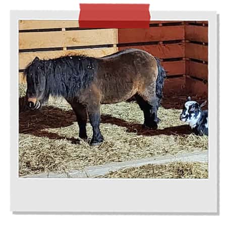 Mini-Horses-at-Singletown-Petting-Farm.jpg