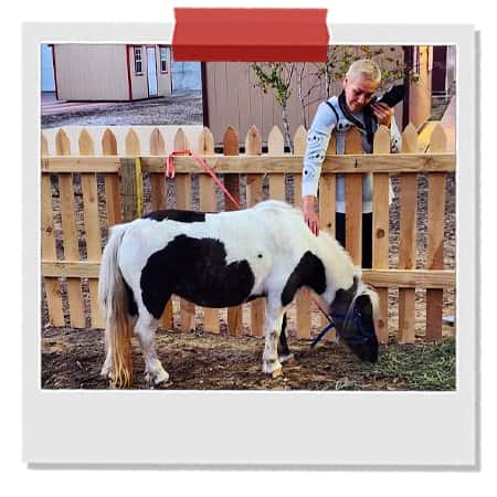 Baby-Farm-Animals-at-Singletown-Petting-Farm-at-Legend-Park.jpg